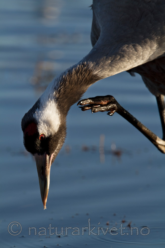 KA_100412_1682 / Grus grus / Trane