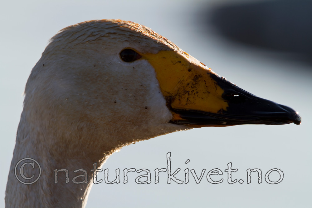 KA_100412_1683 / Cygnus cygnus / Sangsvane