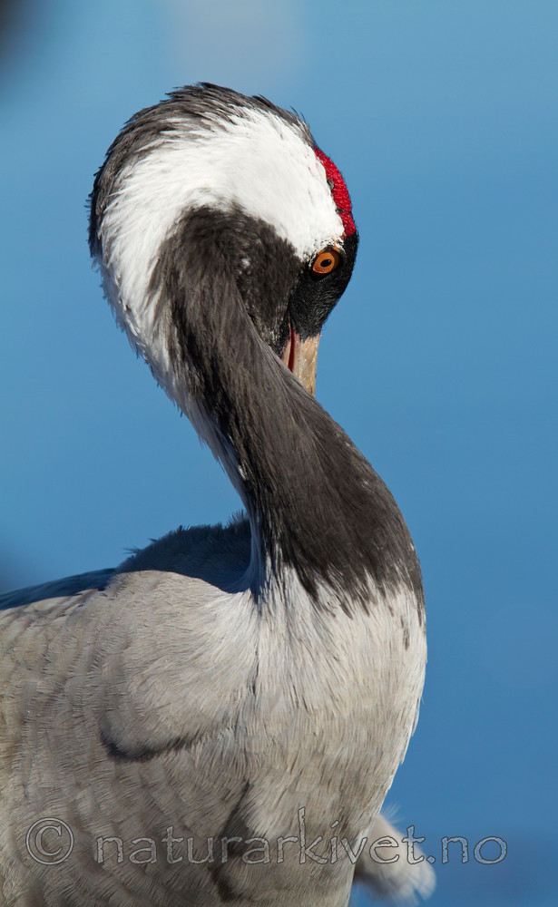 KA_100412_1711 / Grus grus / Trane