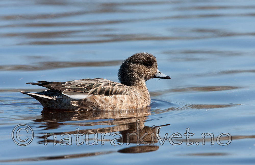 KA_100412_1715 / Anas penelope / Brunnakke