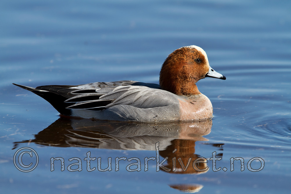 KA_100412_1729 / Anas penelope / Brunnakke