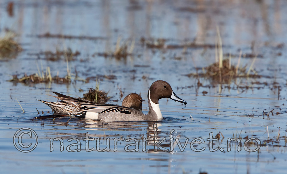 KA_100412_1733 / Anas acuta / Stjertand