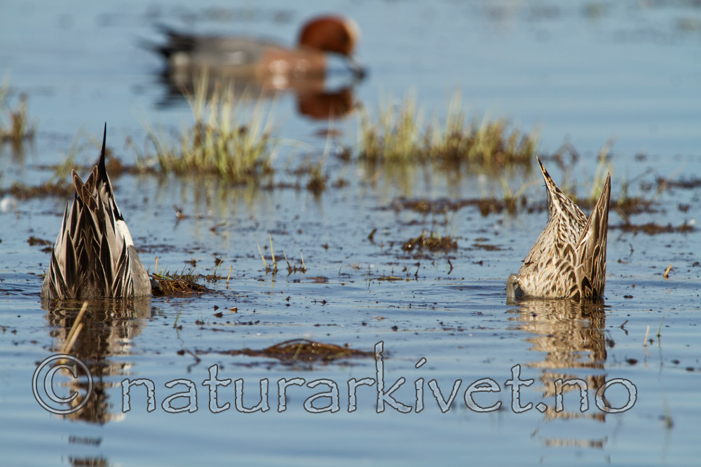 KA_100412_1742 / Anas acuta / Stjertand