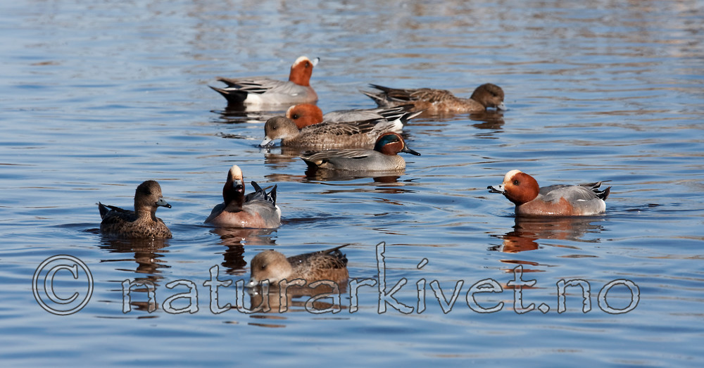 KA_100412_1757 / Anas crecca / Krikkand <br /> Anas penelope / Brunnakke