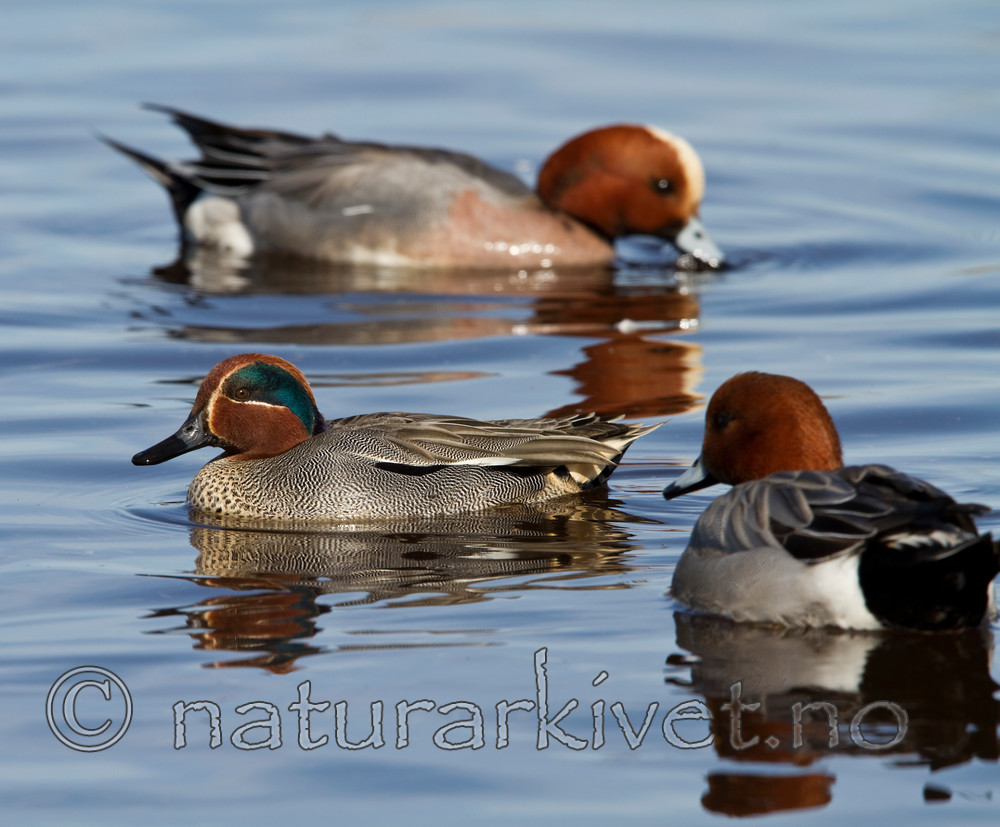 KA_100412_1758 / Anas crecca / Krikkand <br /> Anas penelope / Brunnakke