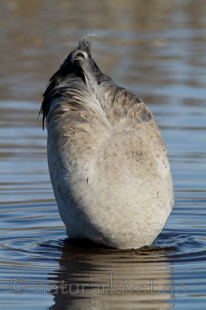 KA_100412_1777 / Grus grus / Trane