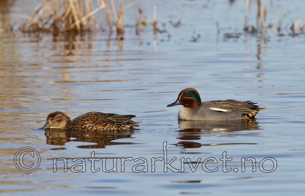 KA_100412_1783 / Anas crecca / Krikkand