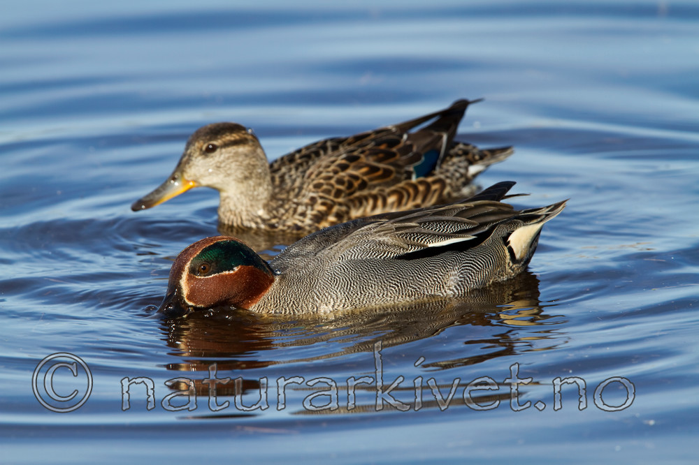 KA_100412_1789 / Anas crecca / Krikkand