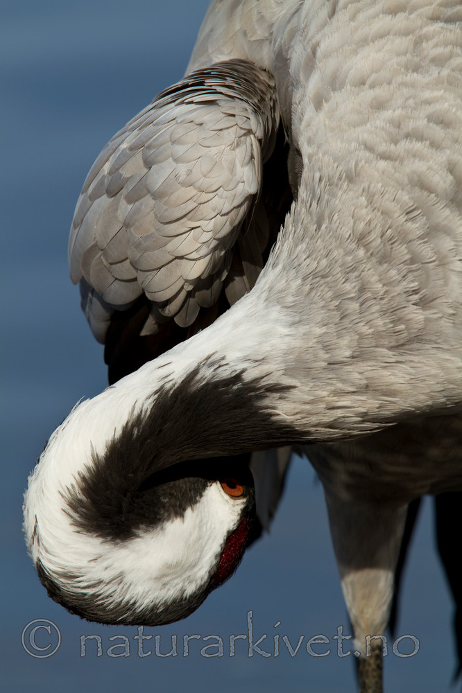 KA_100412_1801 / Grus grus / Trane