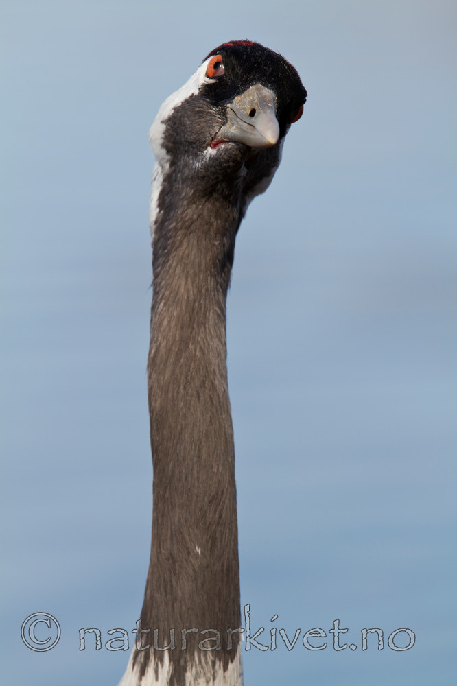 KA_100412_1806 / Grus grus / Trane