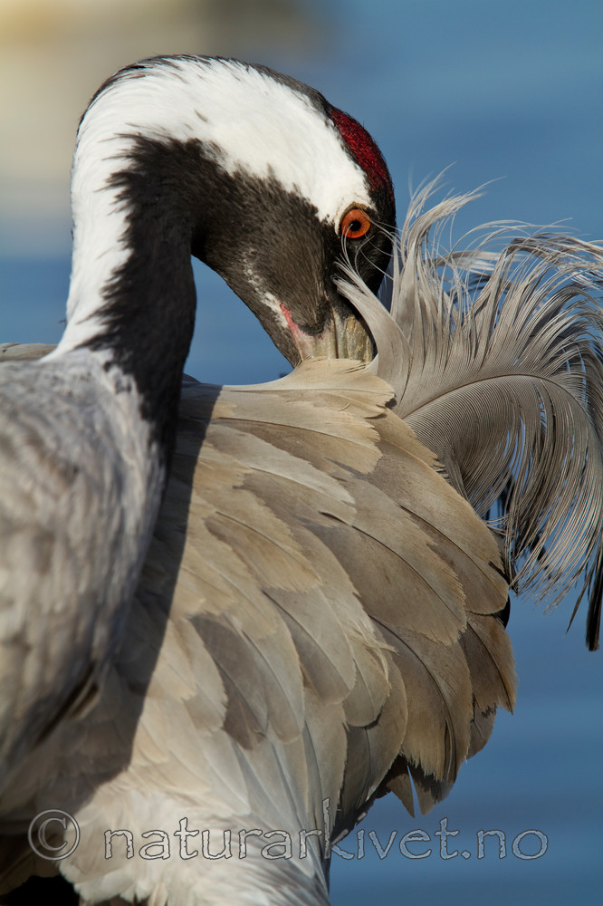 KA_100412_1808 / Grus grus / Trane