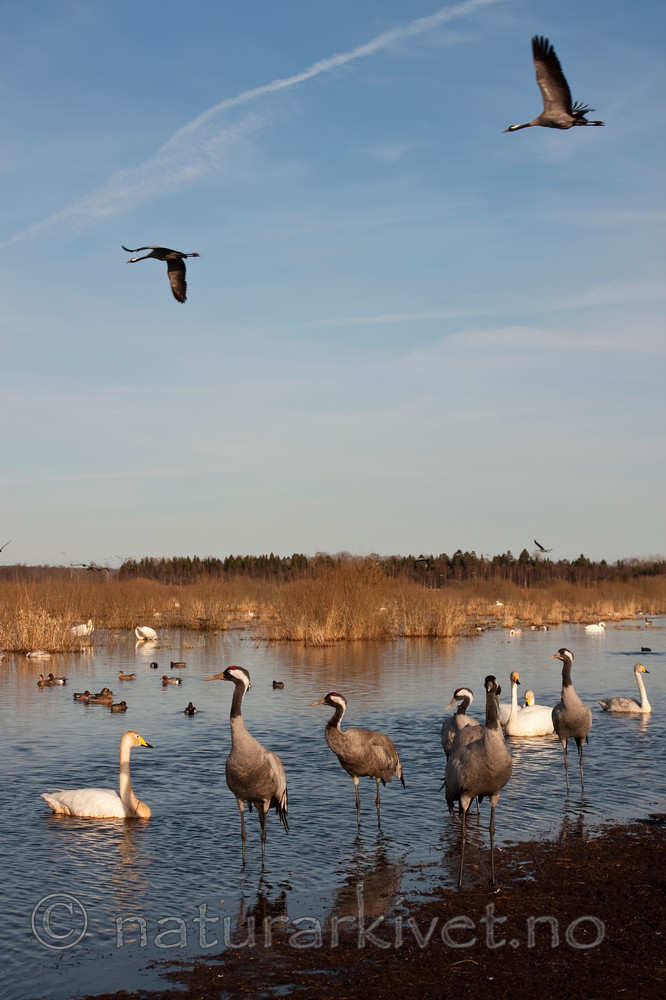 KA_100412_1842 / Cygnus cygnus / Sangsvane <br /> Grus grus / Trane