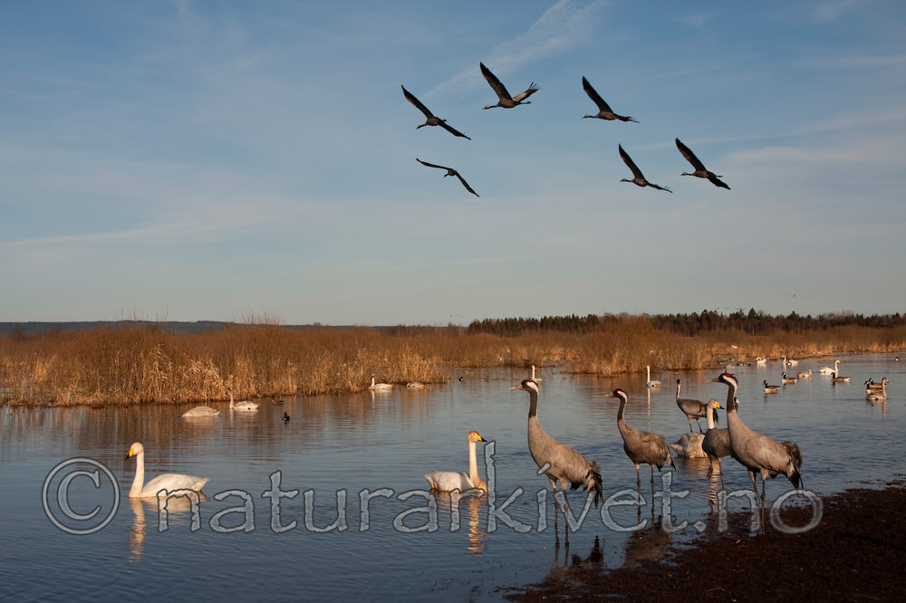 KA_100412_1844 / Cygnus cygnus / Sangsvane <br /> Grus grus / Trane