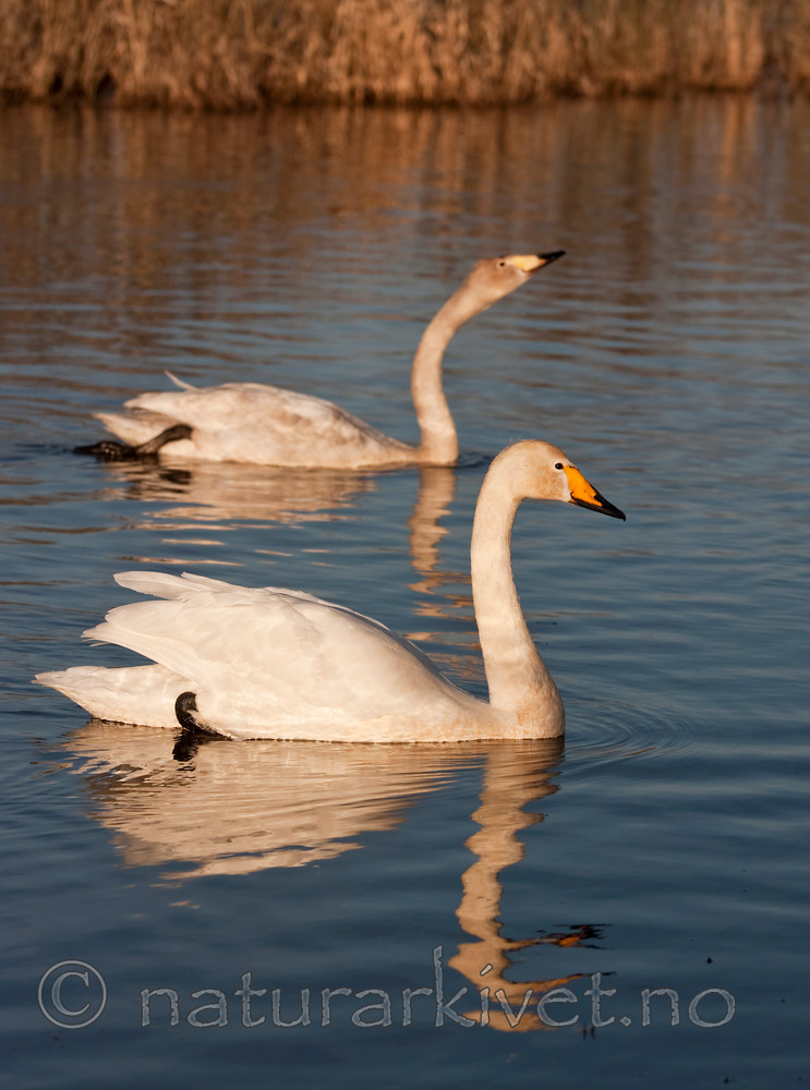 KA_100412_1875 / Cygnus cygnus / Sangsvane