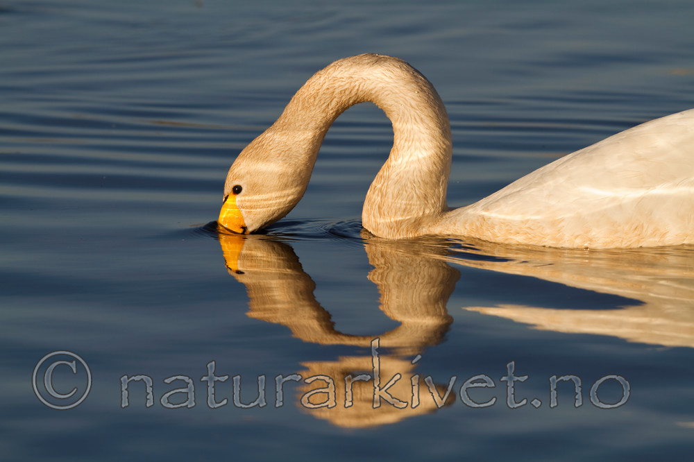 KA_100412_1877 / Cygnus cygnus / Sangsvane