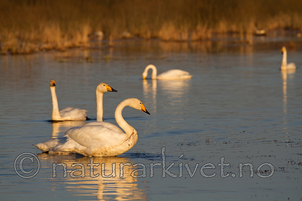 KA_100412_1897 / Cygnus cygnus / Sangsvane