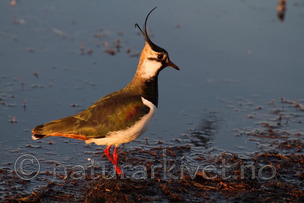 KA_100412_1905 / Vanellus vanellus / Vipe