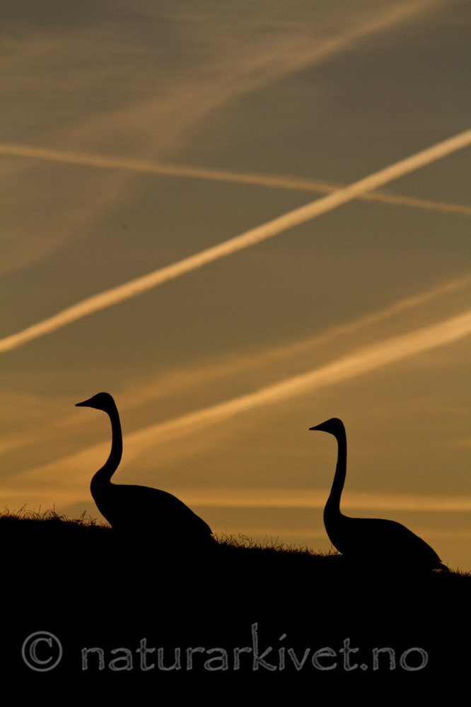 KA_100412_1916 / Cygnus cygnus / Sangsvane