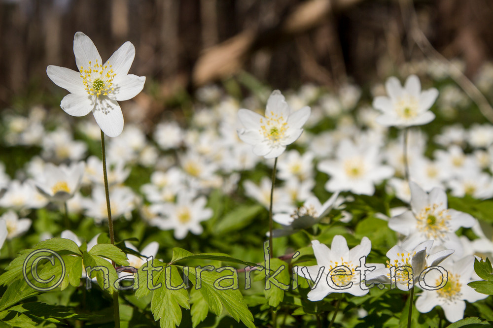 KA_100424_1115 / Anemone nemorosa / Hvitveis