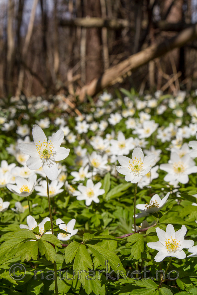 KA_100424_1117 / Anemone nemorosa / Hvitveis