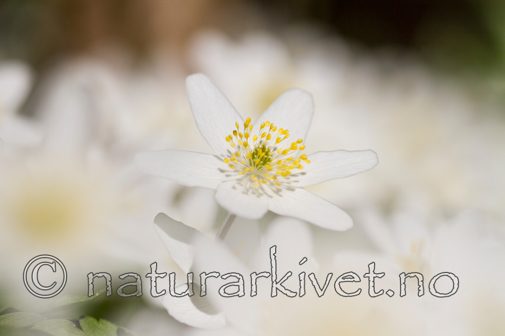KA_100424_1118 / Anemone nemorosa / Hvitveis
