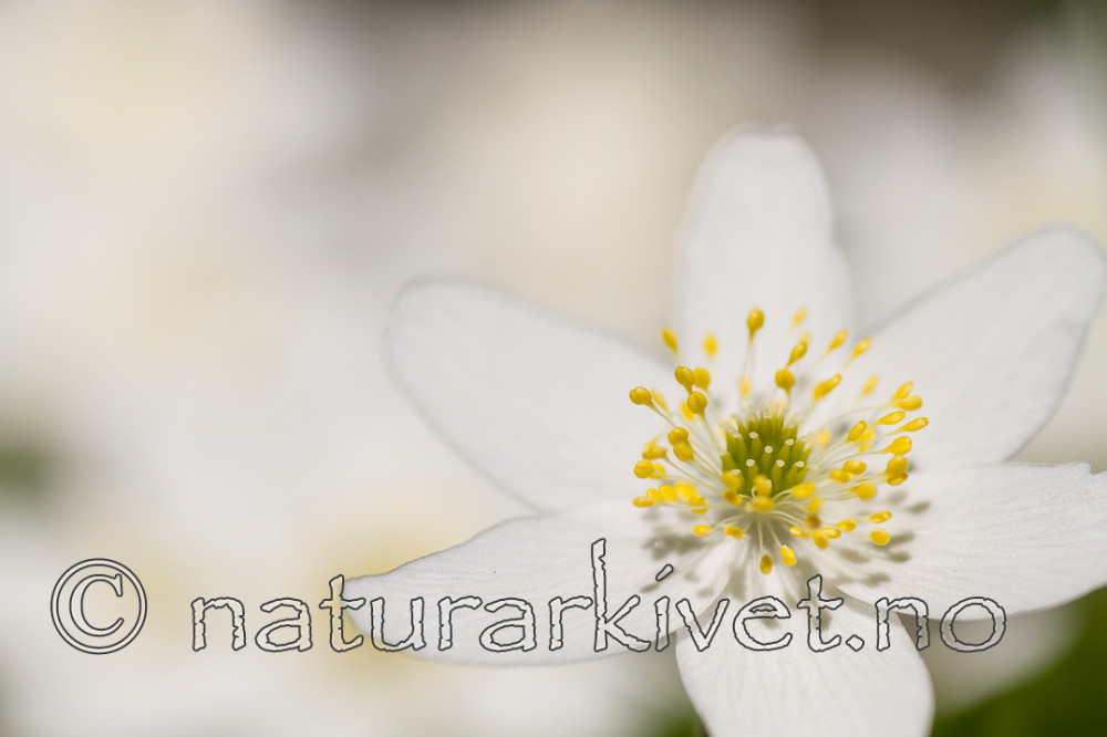 KA_100424_1119 / Anemone nemorosa / Hvitveis