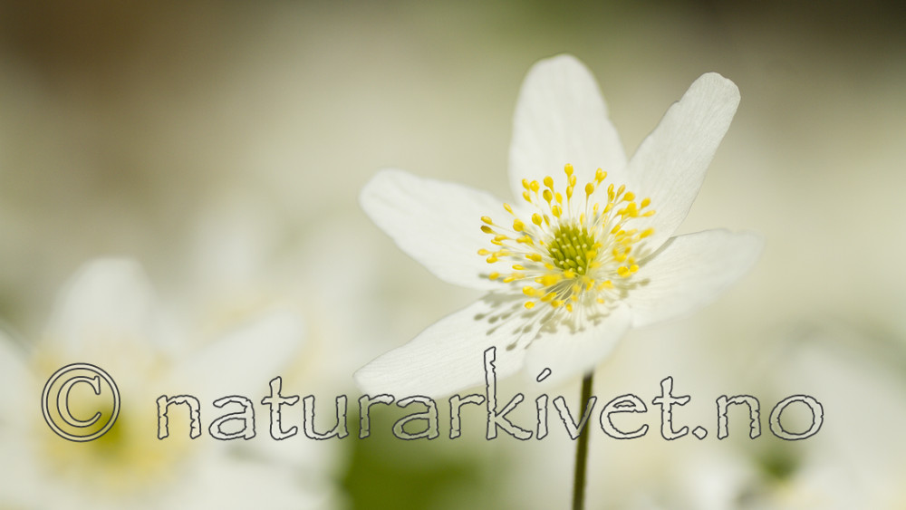 KA_100424_1120 / Anemone nemorosa / Hvitveis