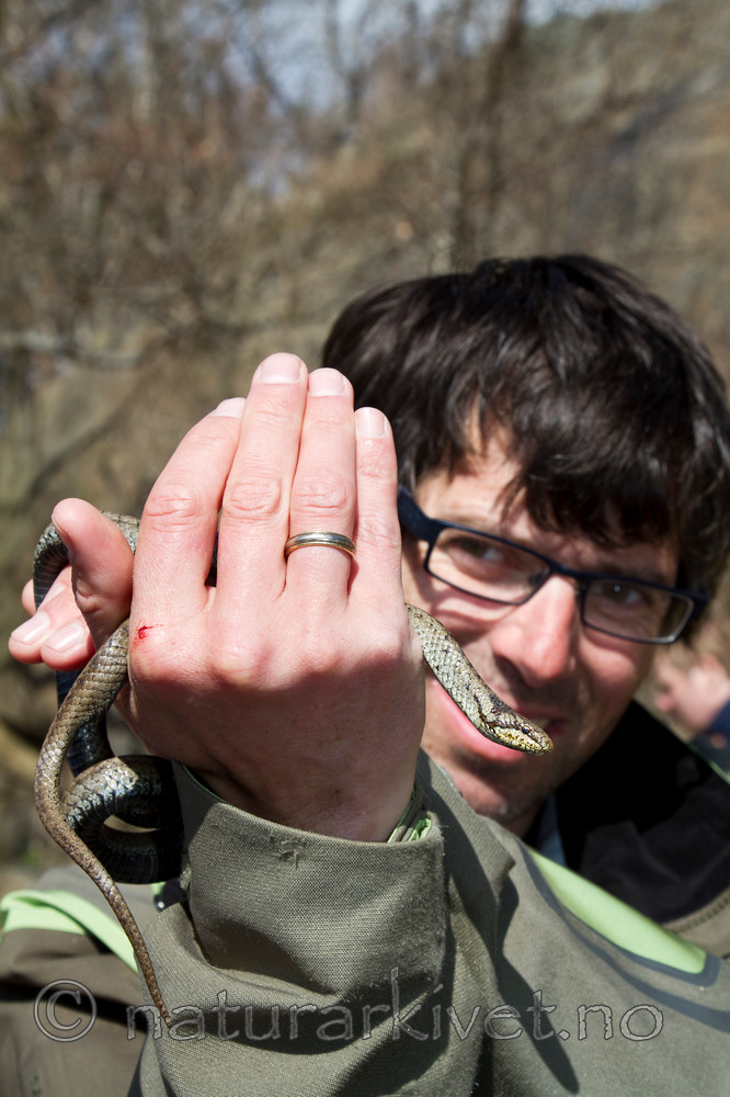 KA_100424_1126 / Coronella austriaca / Slettsnok