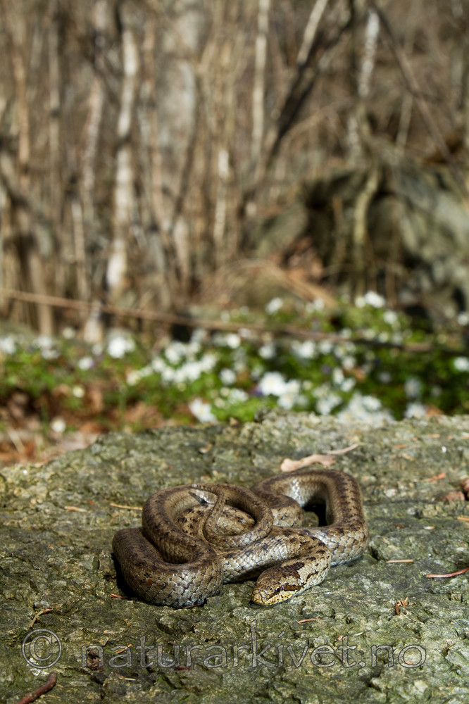 KA_100424_1135 / Coronella austriaca / Slettsnok