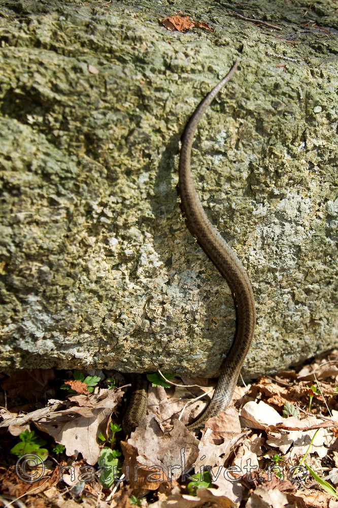 KA_100424_1151 / Coronella austriaca / Slettsnok