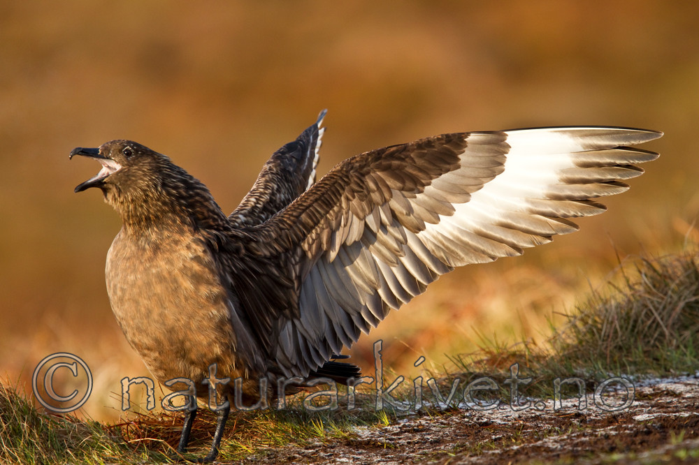 KA_100513_2295 / Stercorarius skua / Storjo