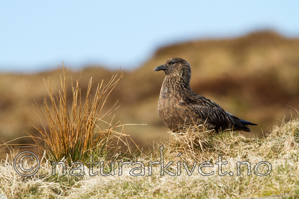 KA_100513_2336 / Stercorarius skua / Storjo