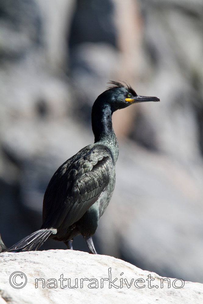 KA_100513_2358 / Phalacrocorax aristotelis / Toppskarv