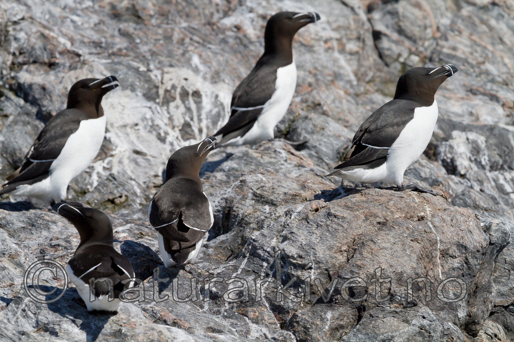 KA_100513_2362 / Alca torda / Alke