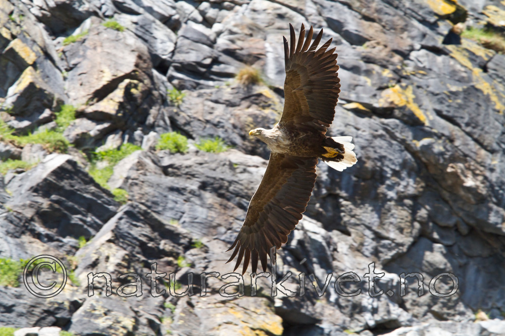 KA_100513_2402 / Haliaeetus albicilla / Havørn