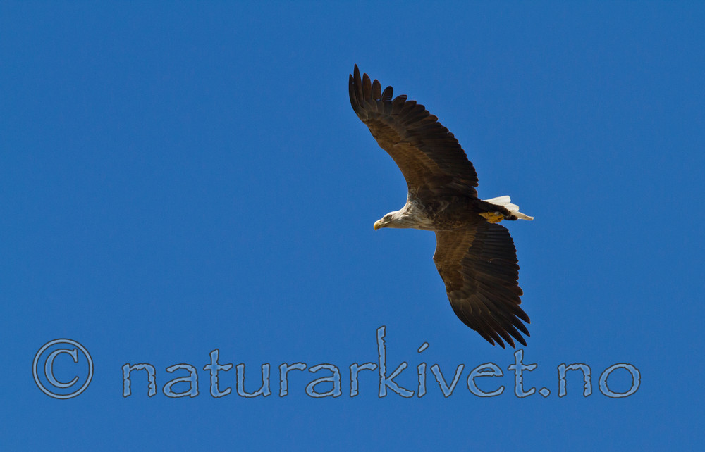 KA_100513_2404 / Haliaeetus albicilla / Havørn