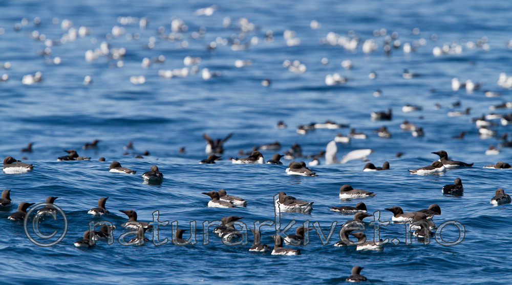 KA_100513_2418 / Uria aalge / Lomvi