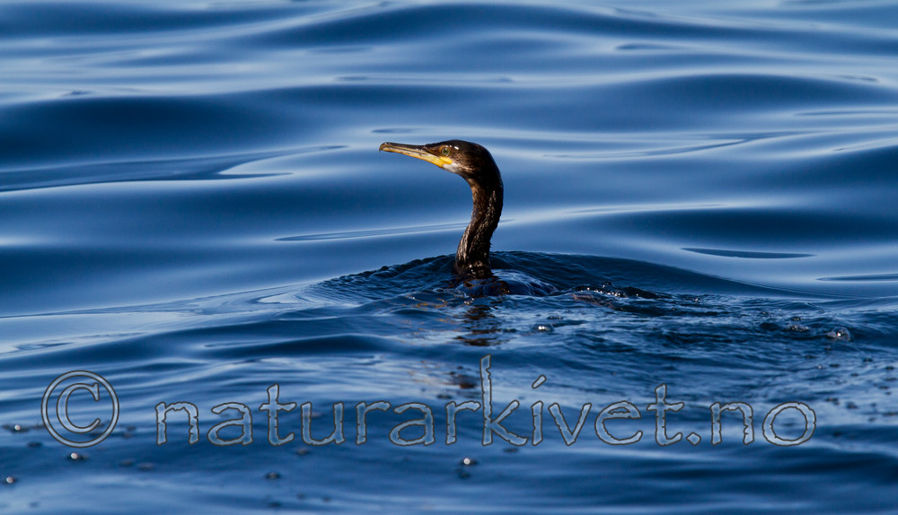 KA_100513_2429 / Phalacrocorax aristotelis / Toppskarv