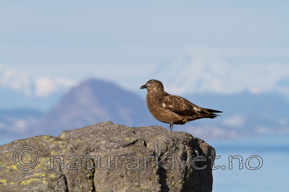 KA_100513_2453 / Stercorarius skua / Storjo