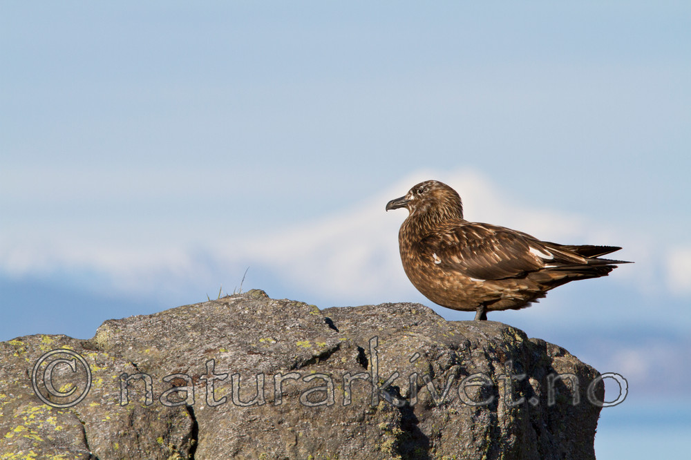 KA_100513_2456 / Stercorarius skua / Storjo