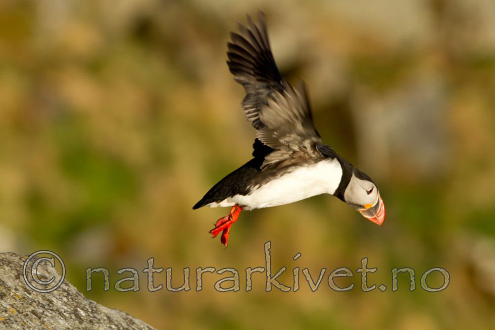 KA_100513_2499 / Fratercula arctica / Lunde