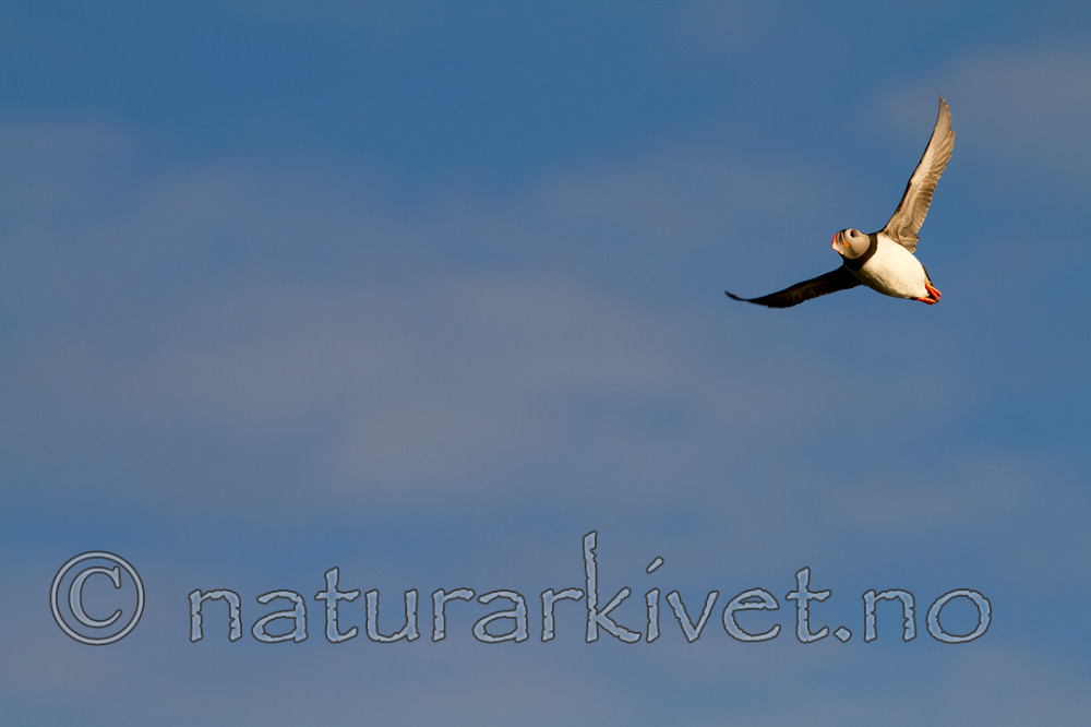 KA_100513_2525 / Fratercula arctica / Lunde