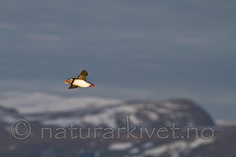 KA_100513_2529 / Fratercula arctica / Lunde