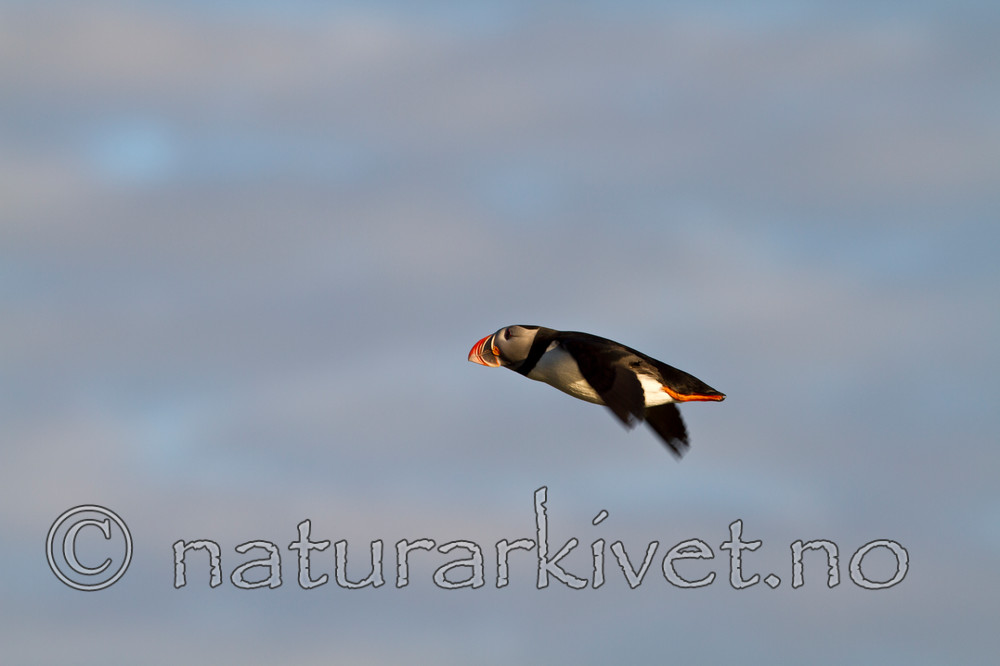 KA_100513_2533 / Fratercula arctica / Lunde