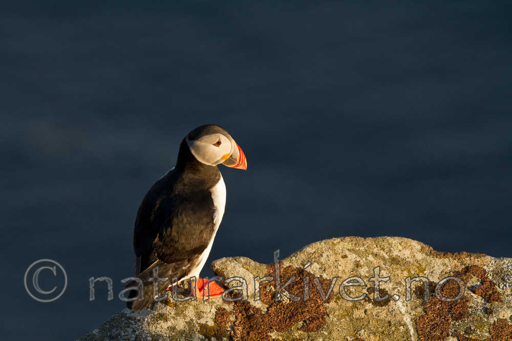 KA_100513_2546 / Fratercula arctica / Lunde