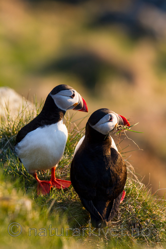 KA_100513_2585 / Fratercula arctica / Lunde