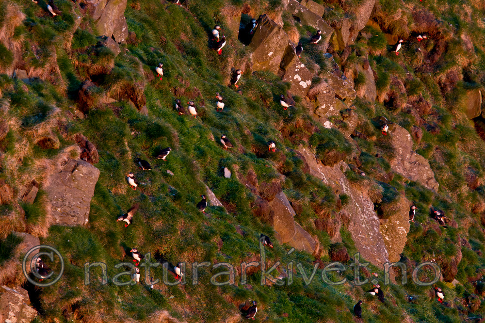 KA_100513_2609 / Fratercula arctica / Lunde