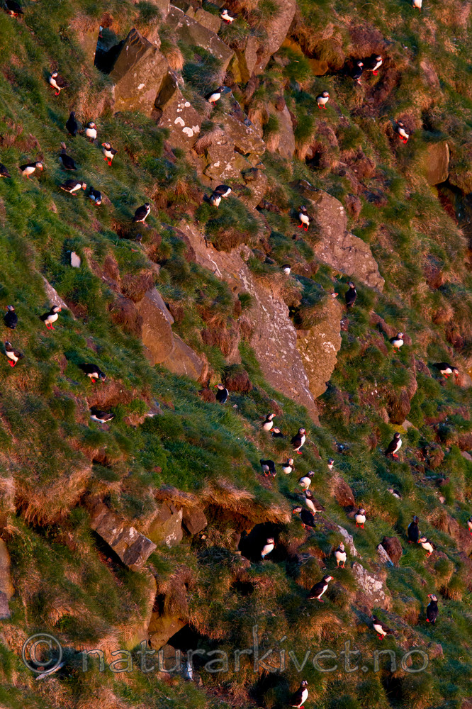 KA_100513_2611 / Fratercula arctica / Lunde