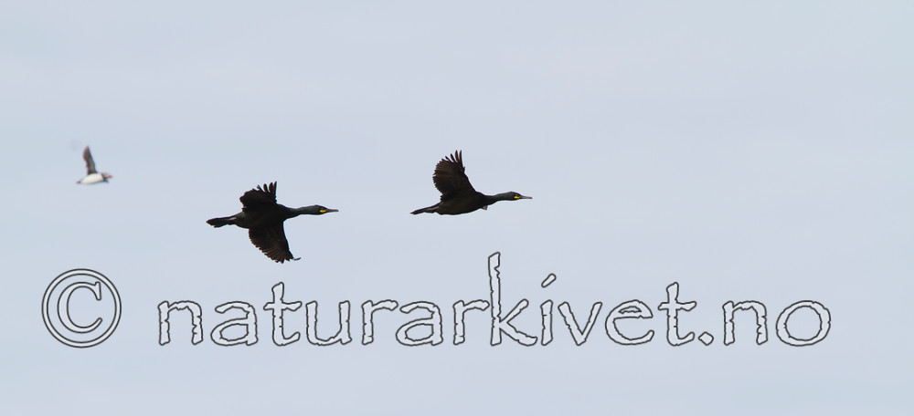 KA_100514_2644 / Phalacrocorax aristotelis / Toppskarv
