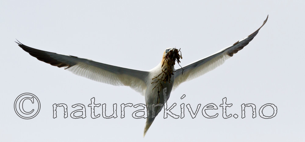 KA_100514_2680 / Morus bassanus / Havsule